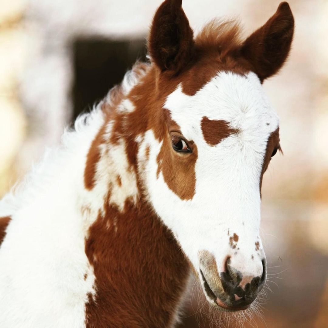 baby foals for sale